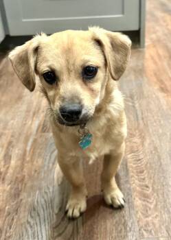 Hooligan -  Chihuahua Dog for Adoption in New York, New York - Hooligan | PetCurious