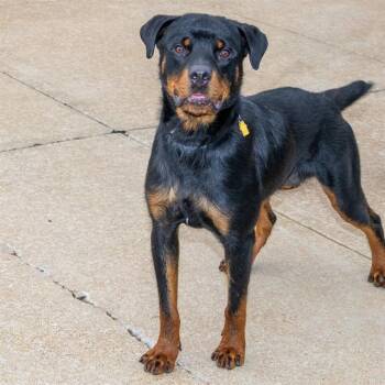 MONTANA -  Rottweiler and Mixed Breed Dog for Adoption in St. Louis, Missouri - MONTANA | PetCurious