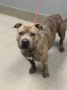 Pit Bull Terrier Dogs Available for Adoption in Las Vegas, Nevada - KANGAROO | PetCurious