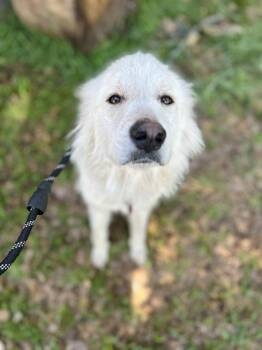 Great Pyrenees Dogs Available for Adoption in Spring, Texas - Quillow | PetCurious