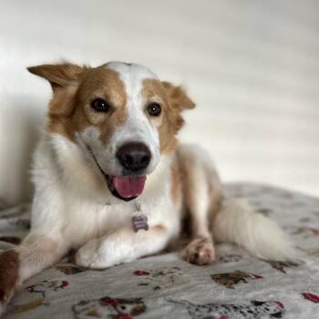 Potato -  Mixed Breed Dog for Adoption in Volcano, Hawaii - Potato | PetCurious