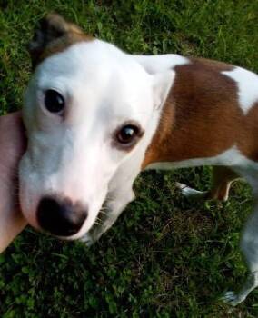 Sassy -  Hound and Jack Russell Terrier Dog for Adoption in Royalton, Vermont - Sassy | PetCurious