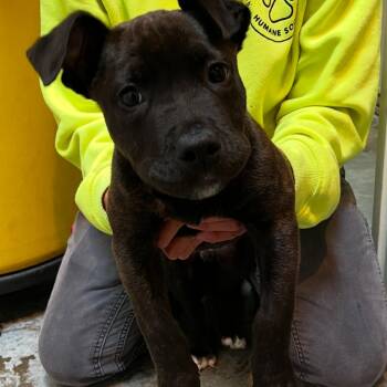 Danny -  Pit Bull Terrier Dog Available for Adoption in Port Angeles, Washington - Danny | PetCurious