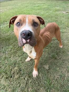 THOR -  Pit Bull Terrier Dog for Adoption in Conroe, Texas - THOR | PetCurious