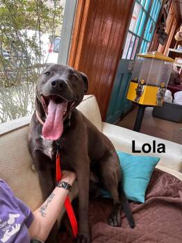 Labrador Retriever Dogs Available for Adoption in Rutherfordton, North Carolina - Tiana (Lola) | PetCurious