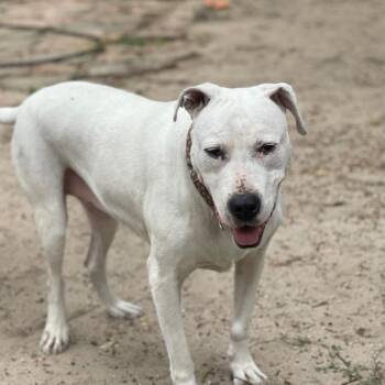 Shiloh -  Mixed Breed Dog Available for Adoption in Houston, Texas - Shiloh | PetCurious