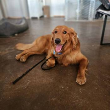 Theodore -  Golden Retriever Dog for Adoption in Mesa, Arizona - Theodore | PetCurious