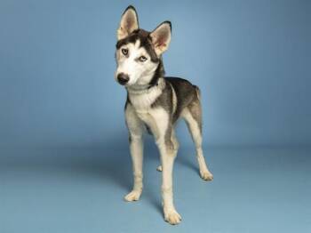 LEAH -  Husky Dog for Adoption in Phoenix, Arizona - LEAH | PetCurious