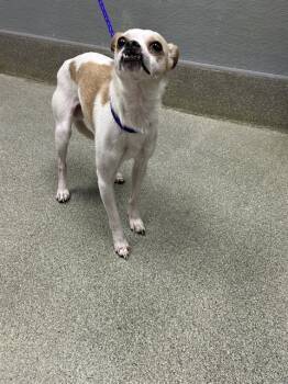 HERSCHEL -  Chihuahua Dog for Adoption in Las Vegas, Nevada - HERSCHEL | PetCurious