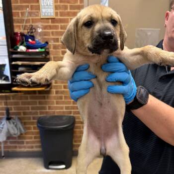 Naomi -  Retriever Dog for Adoption in Birmingham, Alabama - Naomi | PetCurious