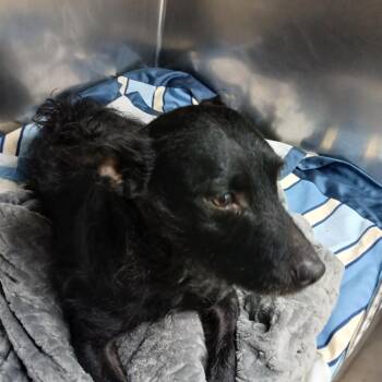 Terrier Dogs Available for Adoption - Elmo | PetCurious