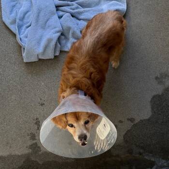 Dudley A2279978 -  Cocker Spaniel Dog for Adoption in Los Angeles, California - Dudley A2279978 | PetCurious