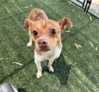 Tucker -  Rat Terrier and Chihuahua Dog for Adoption in Canutillo, Texas - Tucker | PetCurious