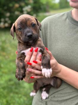 Black Mouth Cur Dogs Available for Adoption in Byrdstown, Tennessee - Spardy | PetCurious