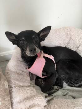 Zippy -  Chihuahua Dog for Adoption in Pomona, New York - Zippy | PetCurious