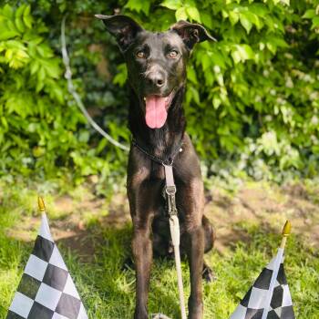 German Shepherd Dog Dogs Available for Adoption - Robocop | PetCurious