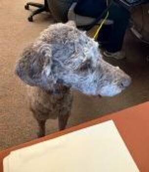 Poodle and Labrador Retriever Dogs Available for Adoption - Gus | PetCurious