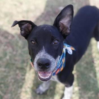 CALE -  Australian Cattle Dog Blue Heeler Dog for Adoption in San Antonio, Texas - CALE | PetCurious