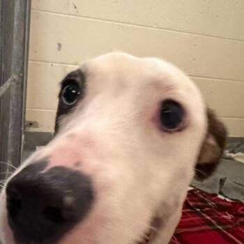 Bingo -  Mixed Breed Dog for Adoption in Asheville, North Carolina - Bingo | PetCurious