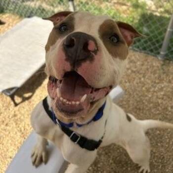 Captain Jack Sparrow -  Mixed Breed Dog for Adoption in Worcester, Massachusetts - Captain Jack Sparrow | PetCurious