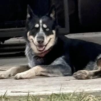 Rescue Australian Cattle Dog Blue Heeler Dogs for Adoption in Houston, Texas - Mojito | PetCurious
