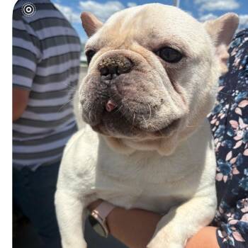 Challenger -  French Bulldog Dog for Adoption in Normal, Illinois - Challenger | PetCurious