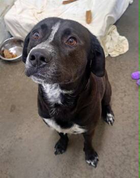 MESQUITE -  Labrador Retriever and German Shorthaired Pointer Dog for Adoption in Easton, Maryland - MESQUITE | PetCurious