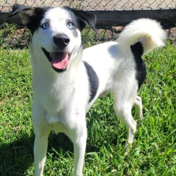 Sock Monkey -  Husky and Terrier Dog for Adoption in Carencro, Louisiana - Sock Monkey | PetCurious