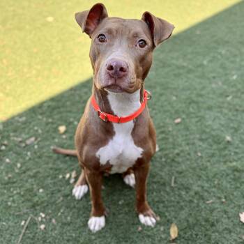 Selena -  Pit Bull Terrier Dog for Adoption in Fullerton, Pennsylvania - Selena | PetCurious