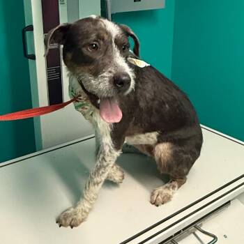 Niko -  Irish Terrier Dog for Adoption in Lake Jackson, Texas - Niko | PetCurious