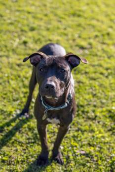 Eddy -  Pit Bull Terrier Dog for Adoption - Eddy | PetCurious