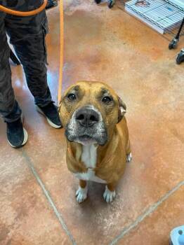 Freya -  Mastiff Dog for Adoption in Bolivar, Missouri - Freya | PetCurious