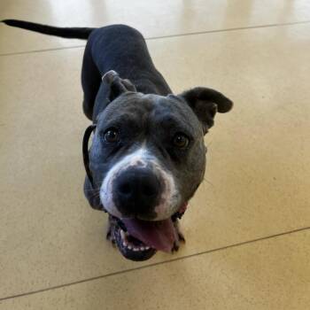 Kangaroo -  American Staffordshire Terrier Dog for Adoption in Lynchburg, Virginia - Kangaroo | PetCurious