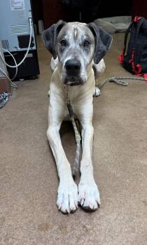 Duke -  Great Dane Dog for Adoption in Sierra Vista, Arizona - Duke | PetCurious