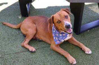 Bolt -  Mixed Breed Dog for Adoption in Athens, Georgia - Bolt | PetCurious