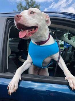 Rescue Pit Bull Terrier Dogs for Adoption in Williamsport, Pennsylvania - Khalesi | PetCurious