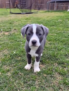 Pit Bull Terrier and Australian Cattle Dog Blue Heeler Dogs Available for Adoption in Plano, Texas - Trixie | PetCurious