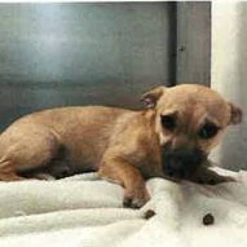 Chihuahua Dogs Available for Adoption in Eureka, California - Bashful | PetCurious