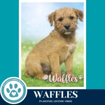 Labrador Retriever and Terrier Dogs Available for Adoption in Kimberton, Pennsylvania - Waffles (The Bakery Bunch) 041126 | PetCurious