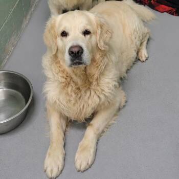 Nile -  Retriever and Great Pyrenees Dog for Adoption in Ridgely, Maryland - Nile | PetCurious