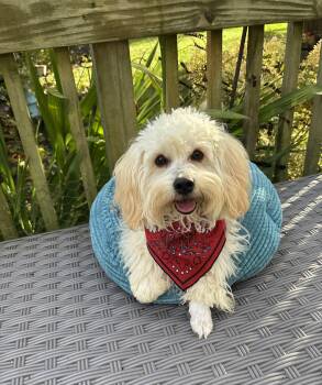 Pumpkin -  Maltipoo and Poodle Dog for Adoption - Pumpkin | PetCurious