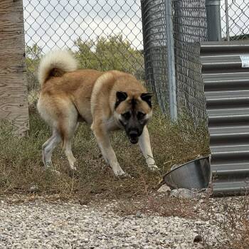 Rescue Chow Chow Dogs for Adoption in Rawlins, Wyoming - Biscotti | PetCurious
