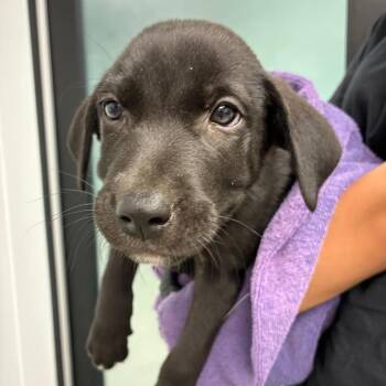 CJ -  Terrier and Mixed Breed Dog Available for Adoption in Abilene, Texas - CJ | PetCurious