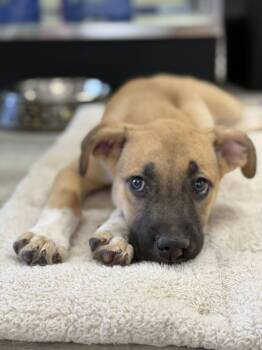 Clover -  Mixed Breed Dog for Adoption in Salisbury, Maryland - Clover | PetCurious
