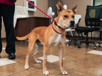 Robin -  Mixed Breed Dog for Adoption in Lewisville, North Carolina - Robin | PetCurious