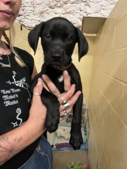 Rabbit -  Labrador Retriever and Hound Dog for Adoption in Marshall, North Carolina - Rabbit | PetCurious
