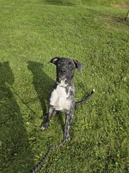 Josefina -  Mixed Breed Dog for Adoption in Vaudreuil-dorion, Quebec - Josefina | PetCurious