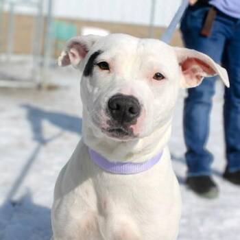 Mixed Breed Dogs Available for Adoption - Magenta | PetCurious