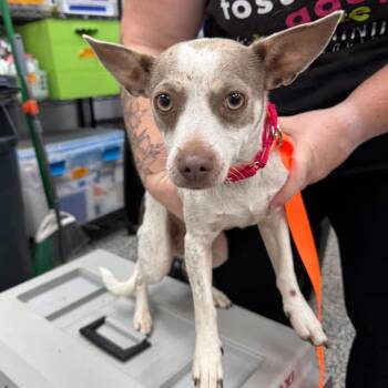 Meatloaf -  Mixed Breed Dog for Adoption in Fredericksburg, Virginia - Meatloaf | PetCurious