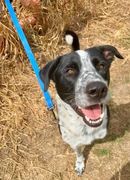 Rescue Labrador Retriever and Mixed Breed Dogs for Adoption in Lawrenceville, Illinois - Stinky | PetCurious